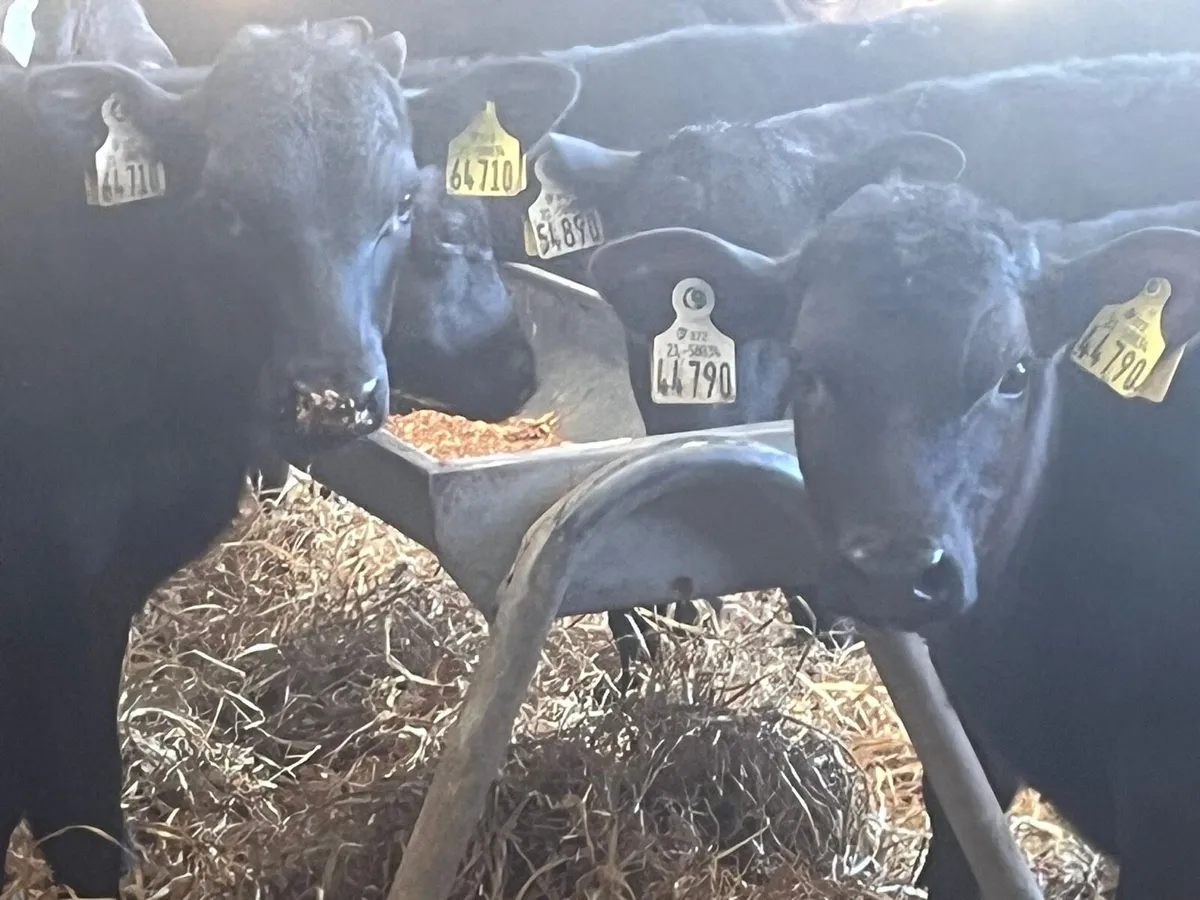 AA Heifers - Image 2