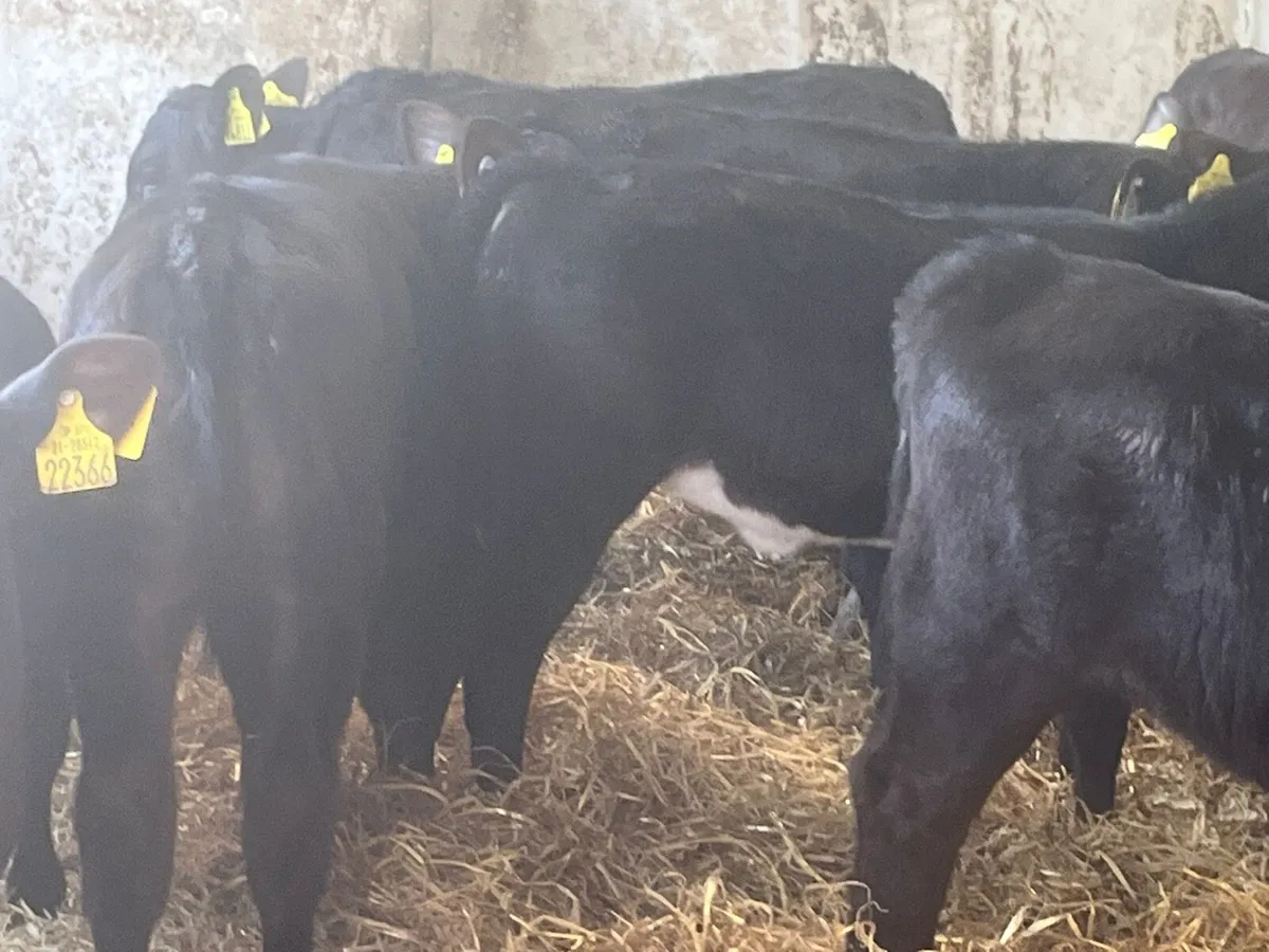 AA Heifers - Image 3