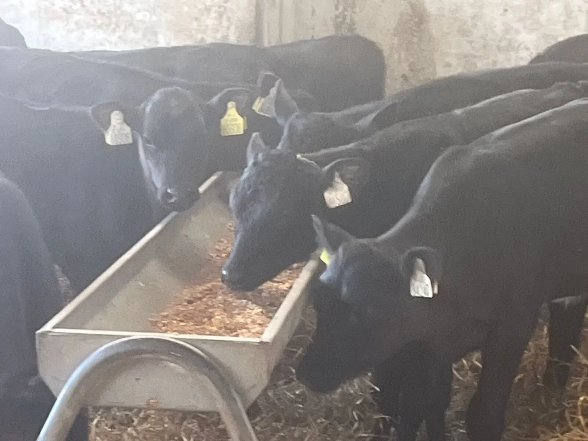 AA Heifers - Image 4