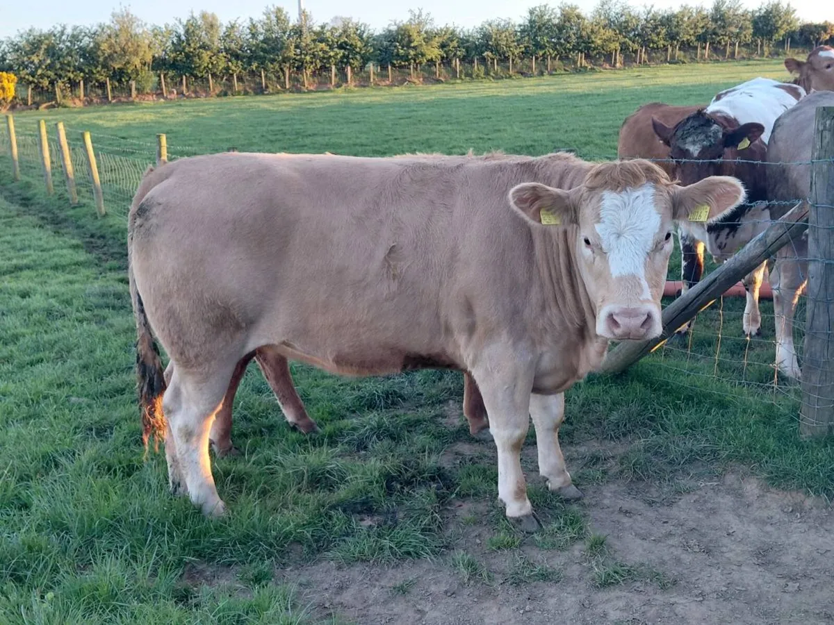 In calf heifers - Image 3