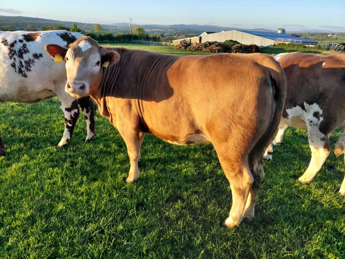 In calf heifers - Image 4