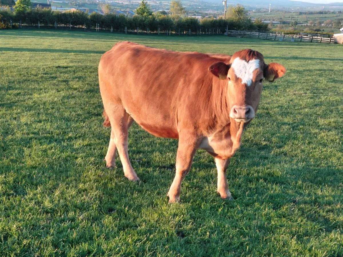 In calf heifers - Image 4
