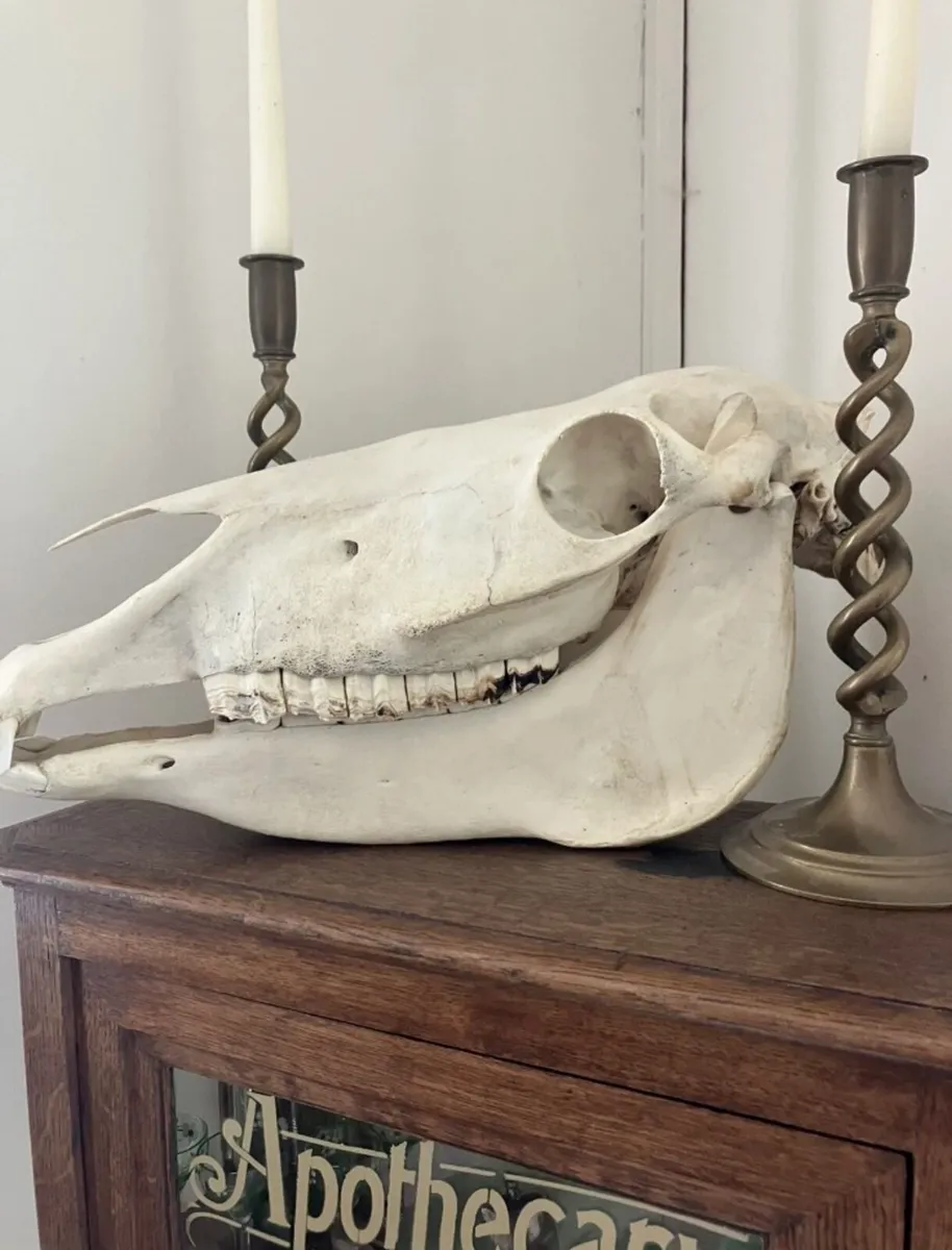 Horse Skull Cabinet of Curiosity Taxidermy