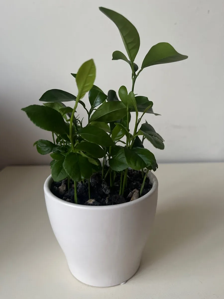 Citrus plants in ceramic pot - Image 4