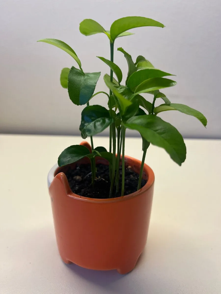 Citrus plants in ceramic pot - Image 3
