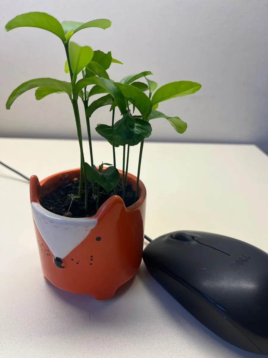 Citrus plants in ceramic pot - Image 2