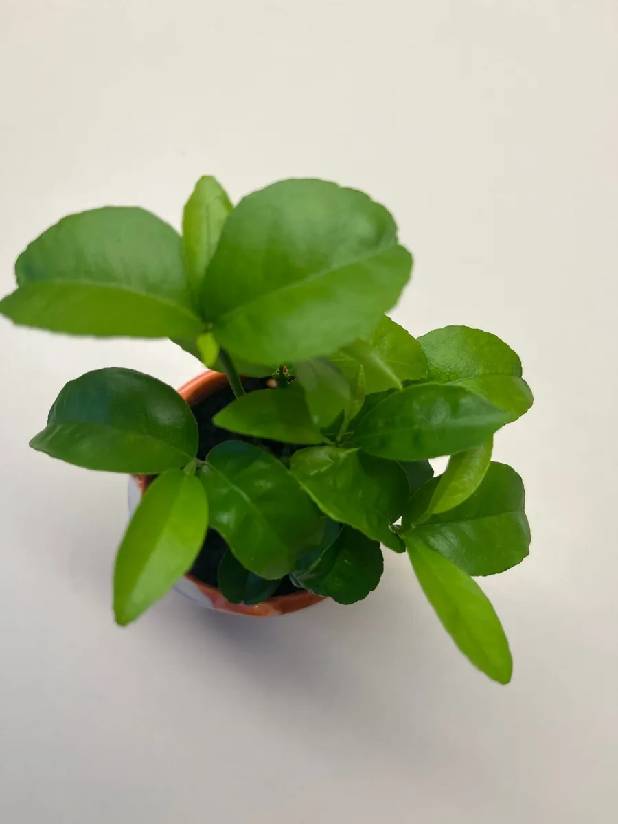 Citrus plants in ceramic pot - Image 4