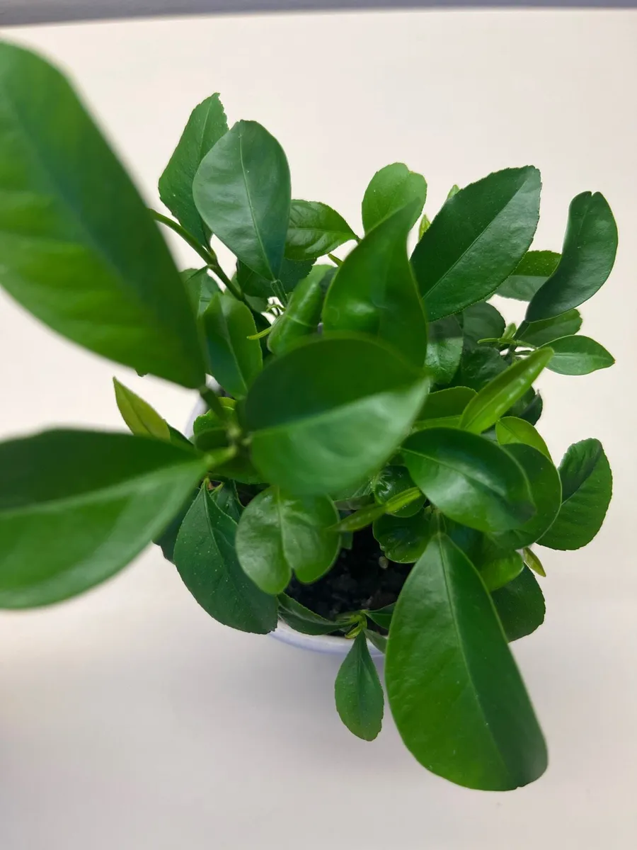 Citrus plants in ceramic pot - Image 3