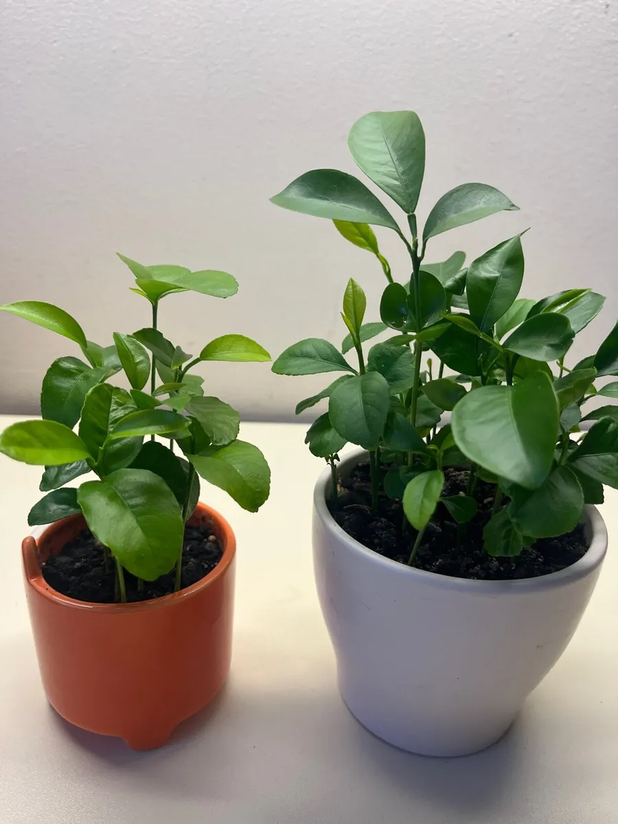 Citrus plants in ceramic pot - Image 2