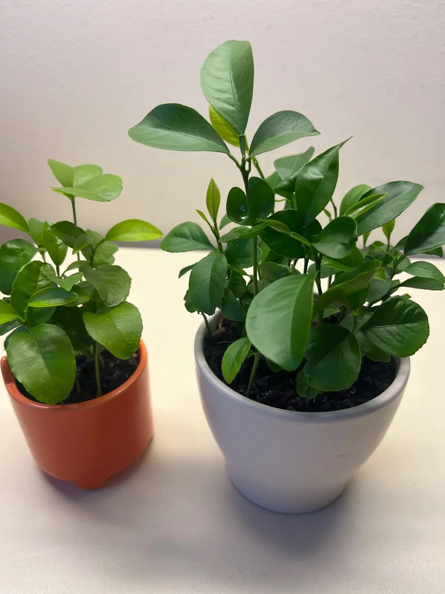 Citrus plants in ceramic pot - Image 1