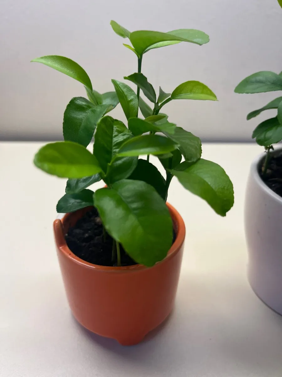 Citrus plants in ceramic pot - Image 1