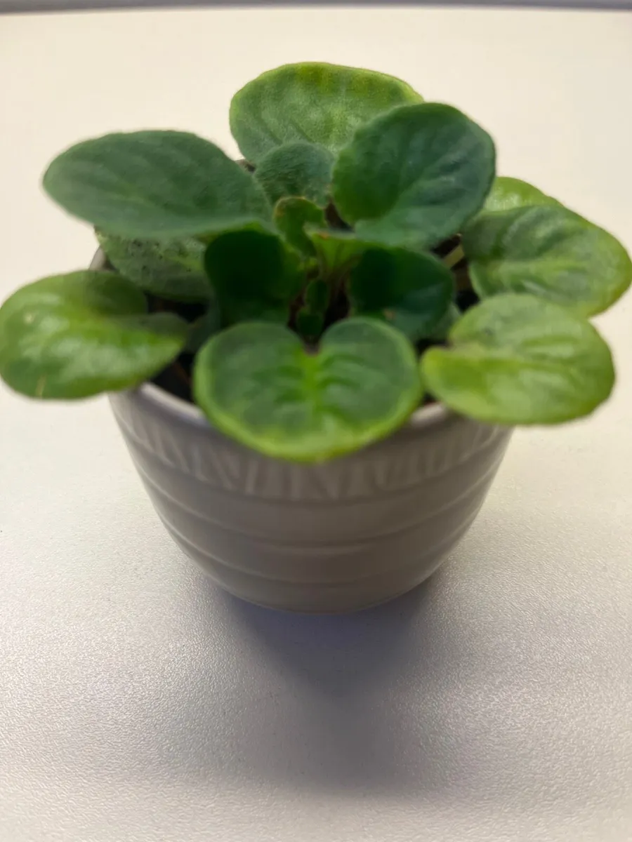 Viola plant in ceramic pot - Image 1