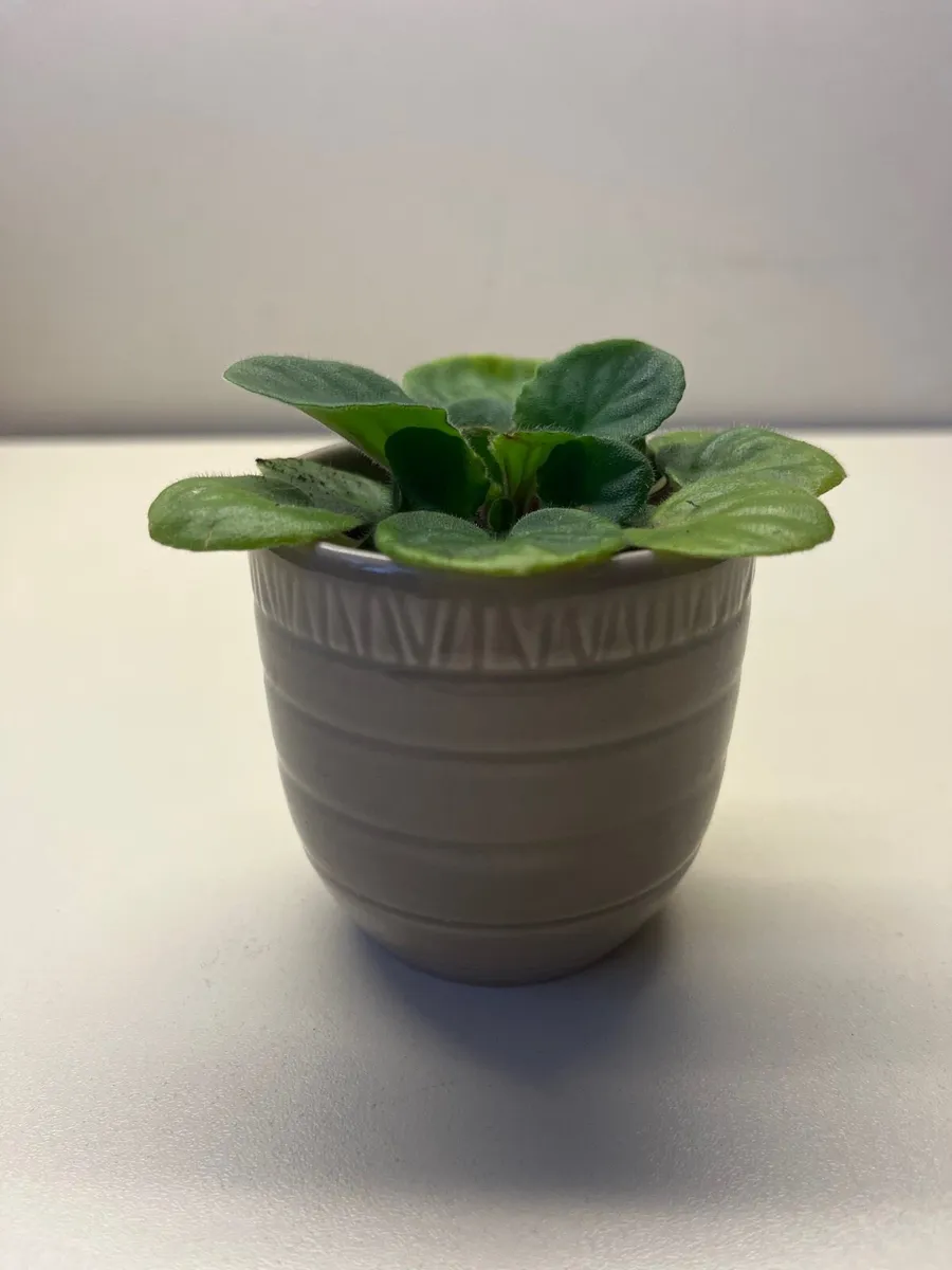 Viola plant in ceramic pot - Image 3