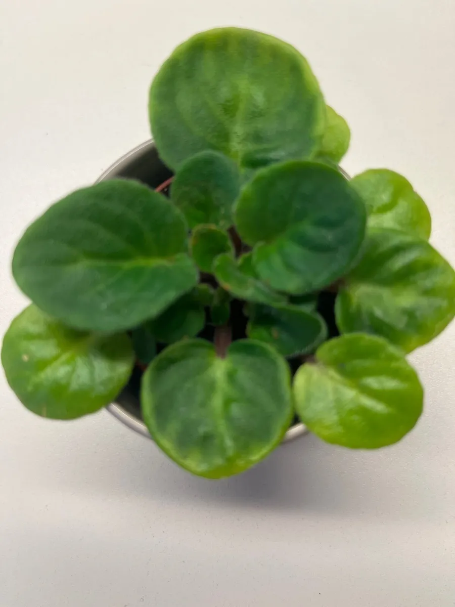Viola plant in ceramic pot - Image 2
