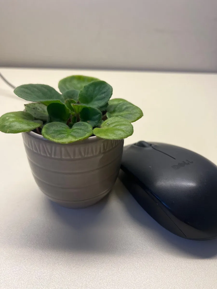Viola plant in ceramic pot - Image 4