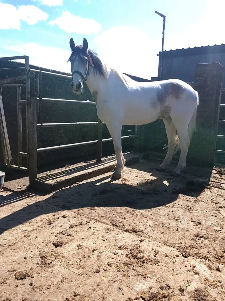 Horse for sale - Image 1