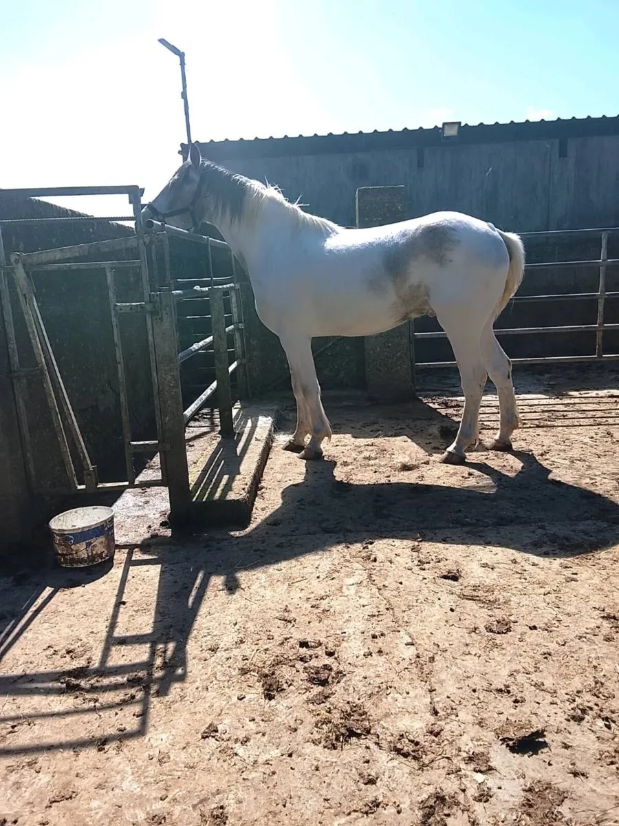 Horse for sale - Image 2
