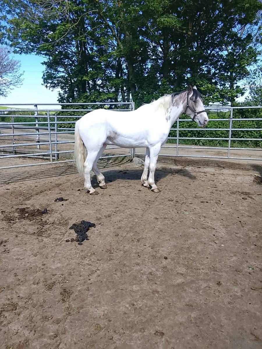 Horse for sale - Image 3