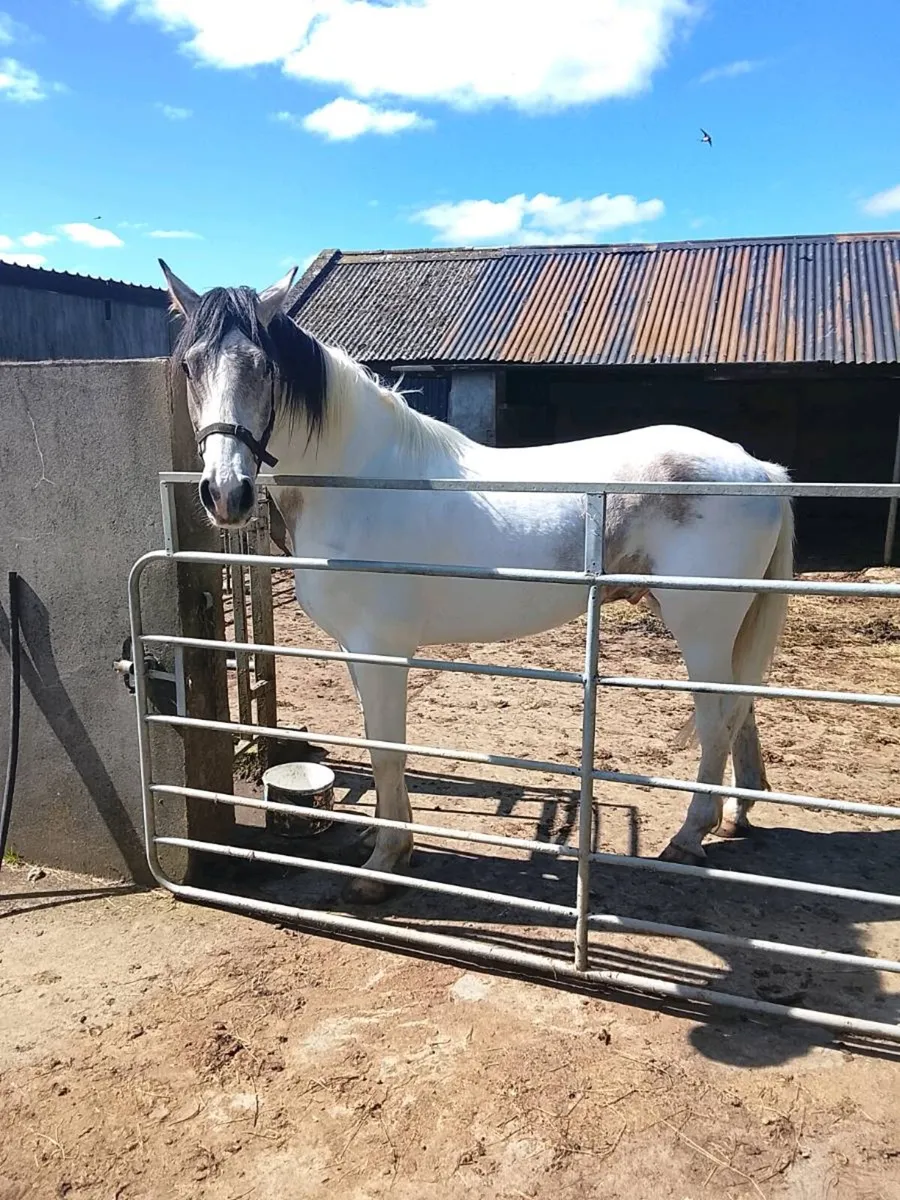 Horse for sale - Image 4