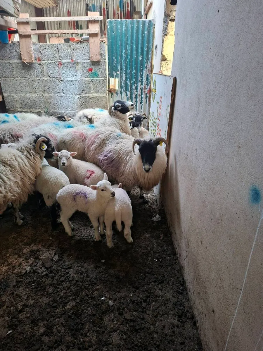 Organic ewes and twins - Image 2