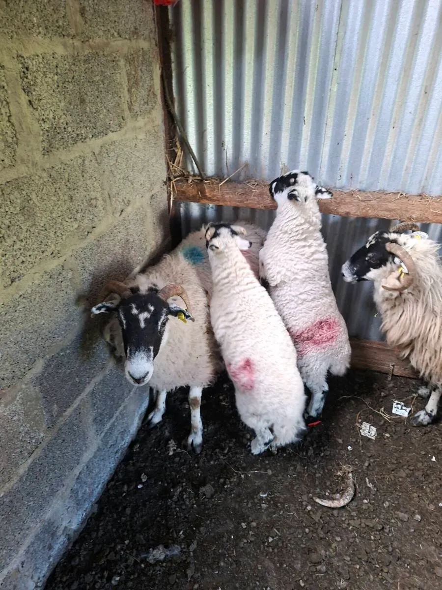 Organic ewes and twins - Image 3