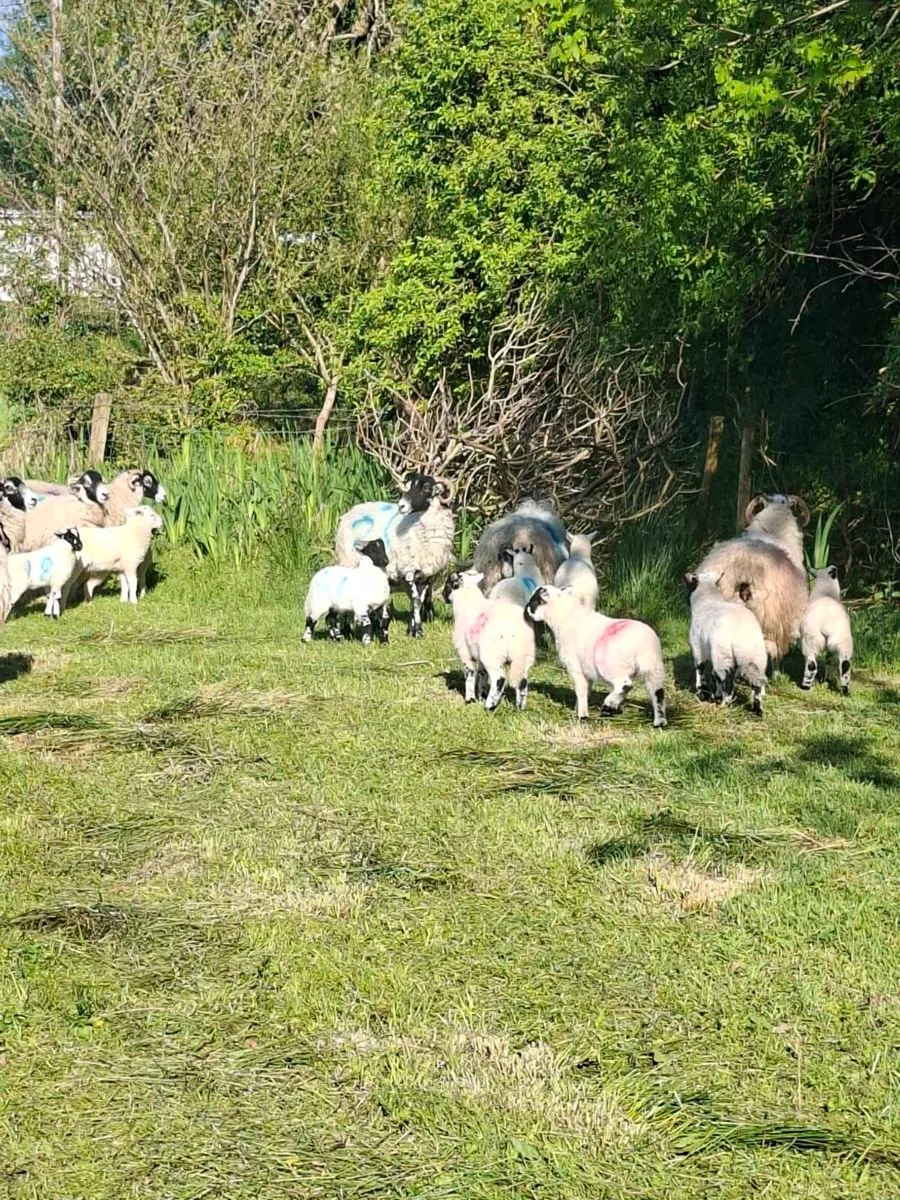 Organic ewes and twins - Image 4