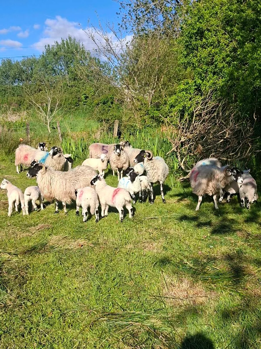Organic ewes and twins - Image 1