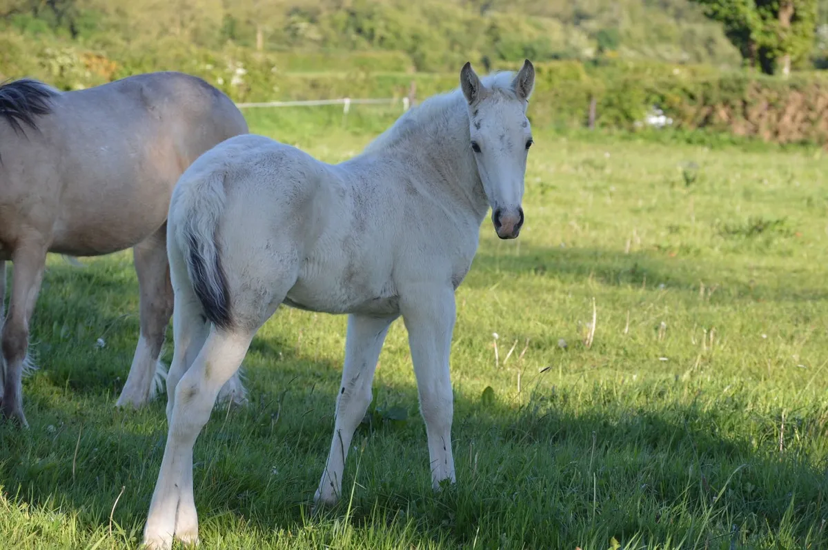 Broodmare,16.1hh,Foal at foot, Scanned in Foal - Image 2