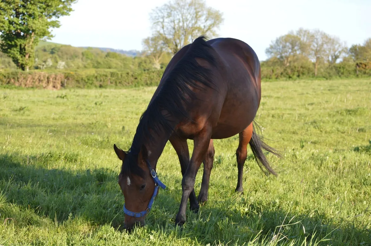 Broodmare,16.1hh,Foal at foot, Scanned in Foal - Image 3