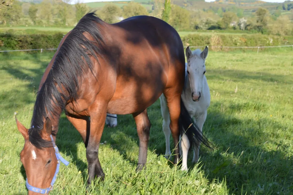 Broodmare,16.1hh,Foal at foot, Scanned in Foal - Image 4