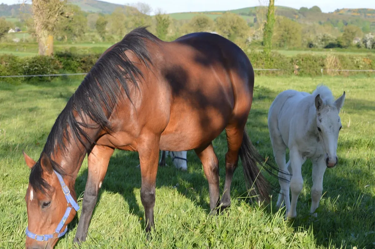 Broodmare,16.1hh,Foal at foot, Scanned in Foal - Image 3