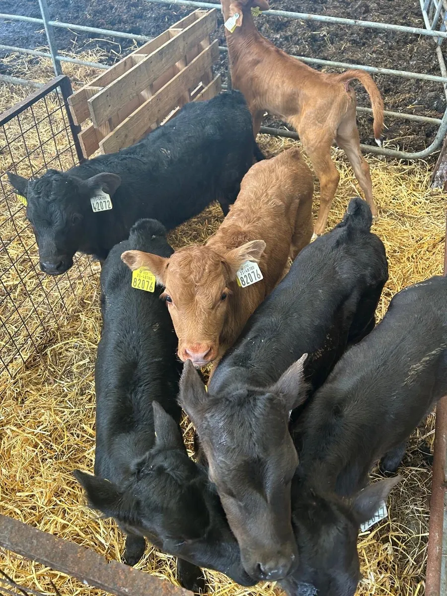 Limousin calves