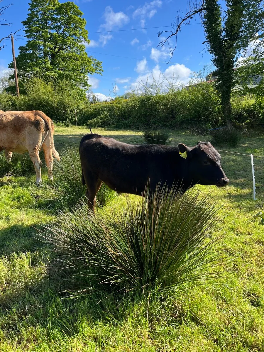 Wagyu bull - Image 1