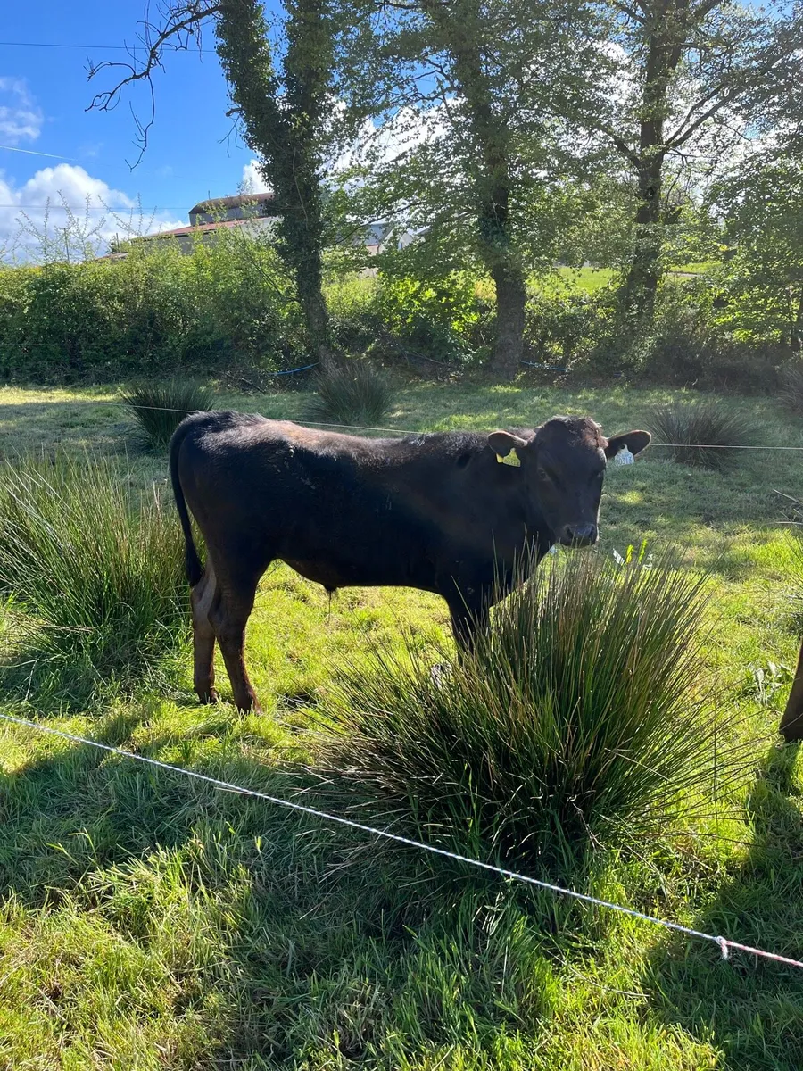 Wagyu bull - Image 2