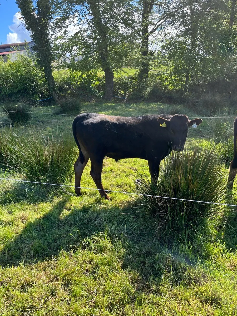 Wagyu bull - Image 3