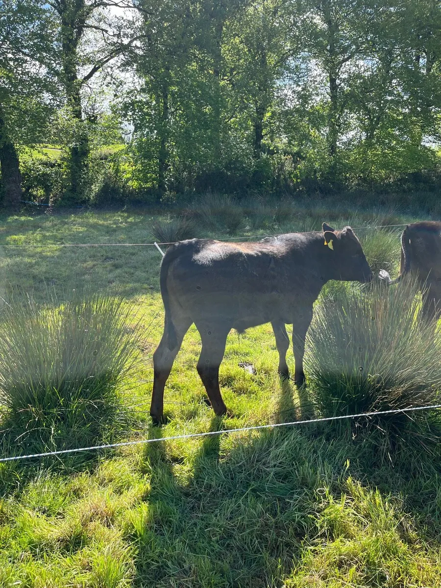 Wagyu bull - Image 4