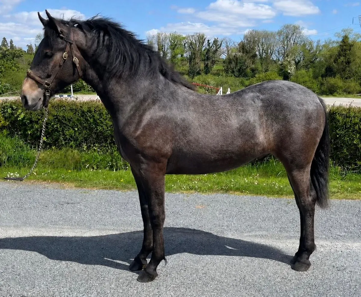 Connemara yearling Colt Clifden sale 17th May - Image 1