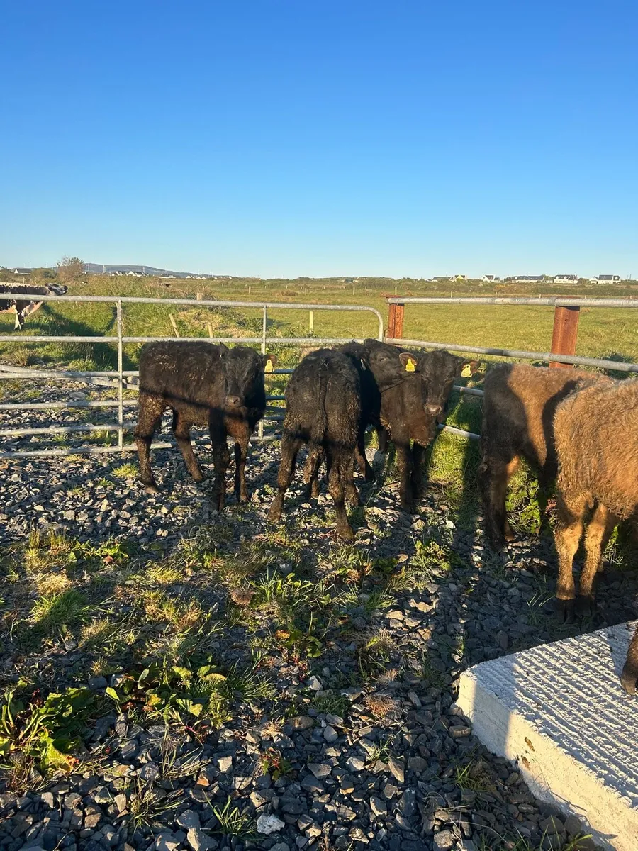 5 Suckler Bred Angus bulls - Image 1