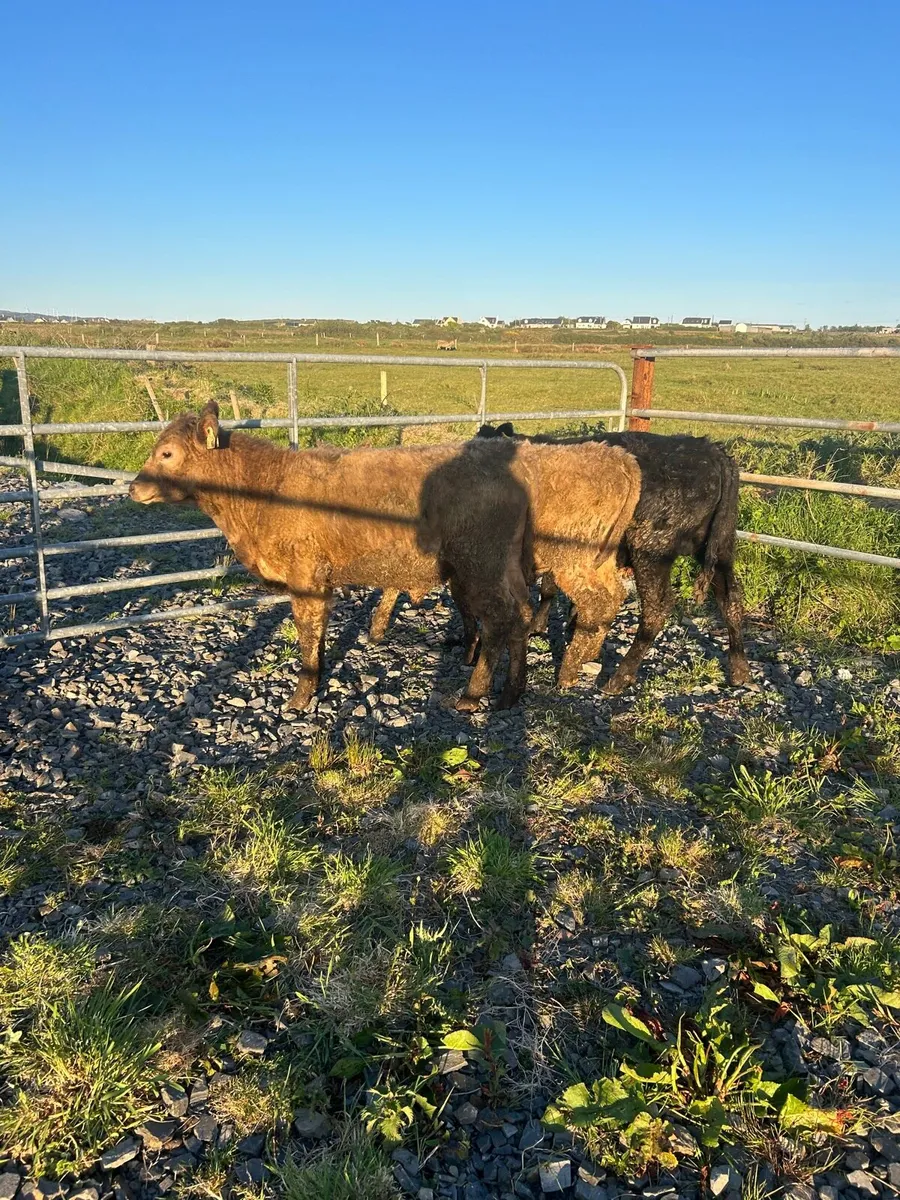 5 Suckler Bred Angus bulls - Image 3