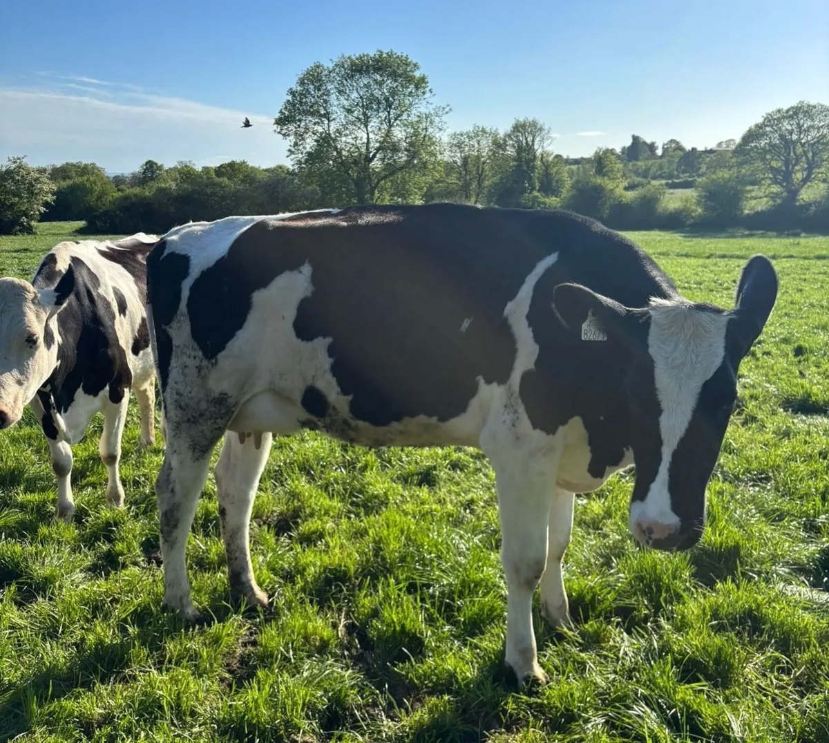 Clearance sale of Dairy Cows and Heifer - Image 3
