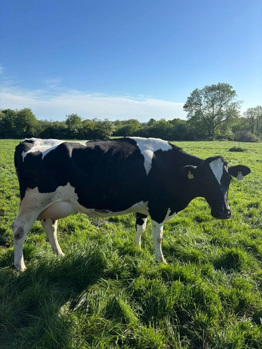 Clearance sale of Dairy Cows and Heifer - Image 4