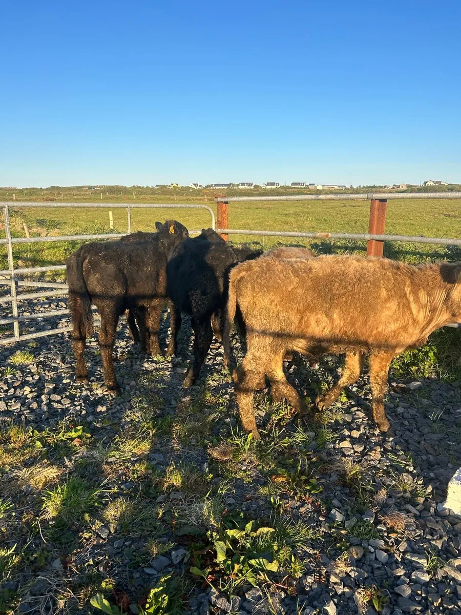 5 Suckler Bred Angus bulls - Image 2