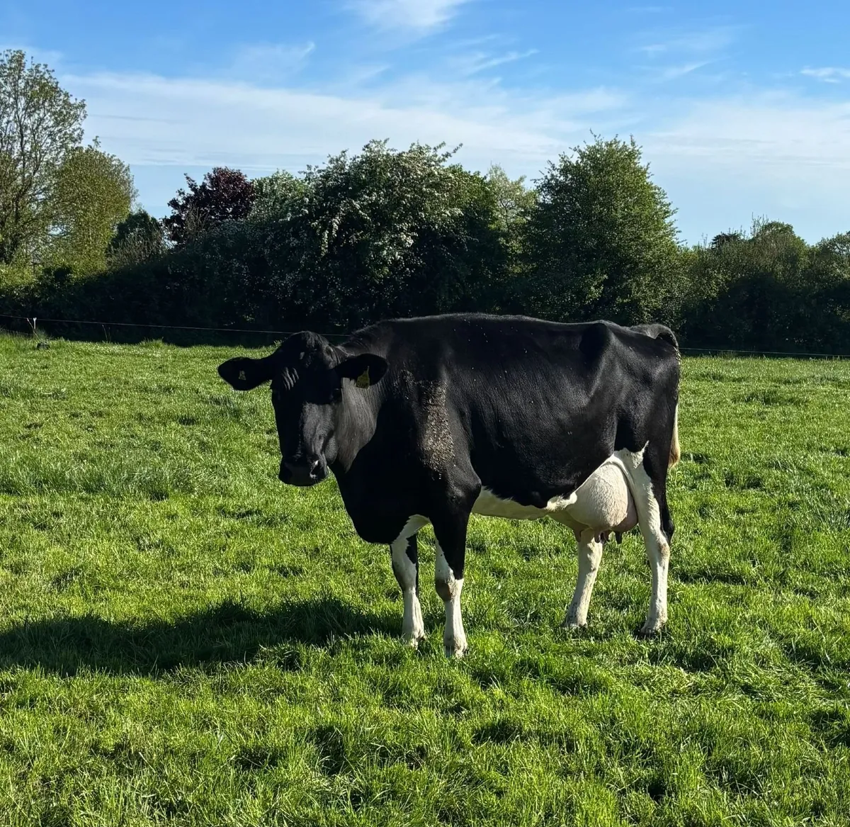 Clearance sale of Dairy Cows and Heifer - Image 2