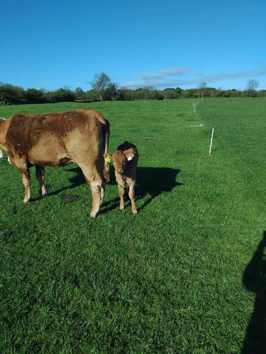 Cow with first calf - Image 4