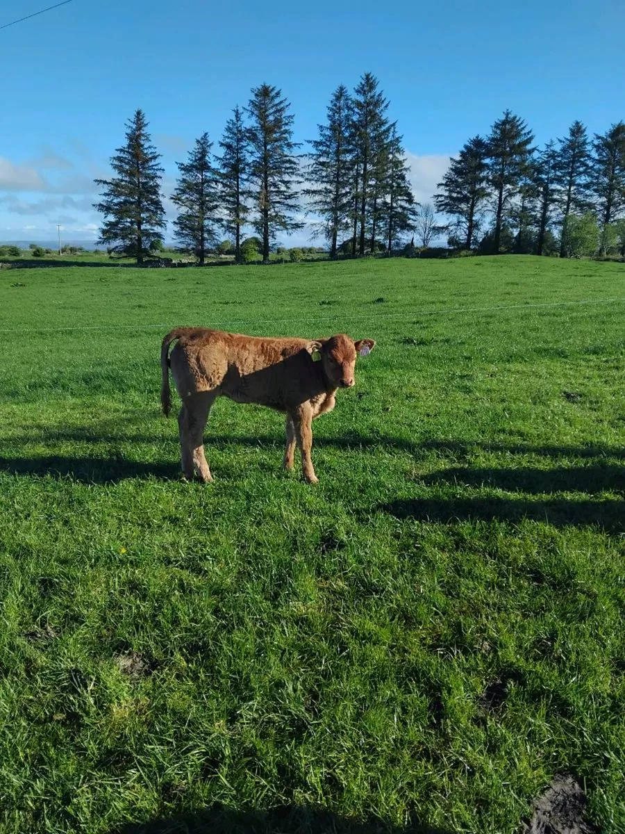 Cow with first calf - Image 1