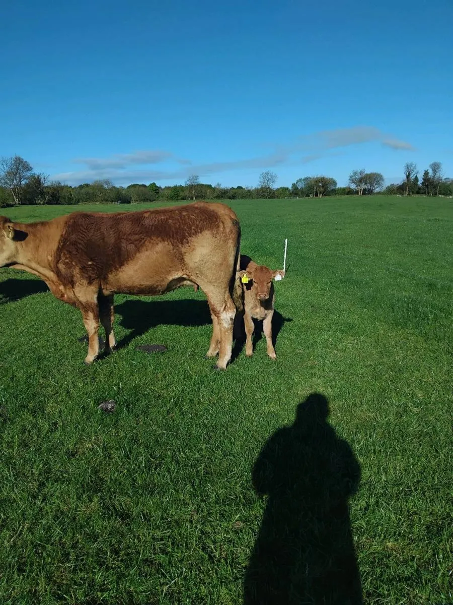 Cow with first calf - Image 2