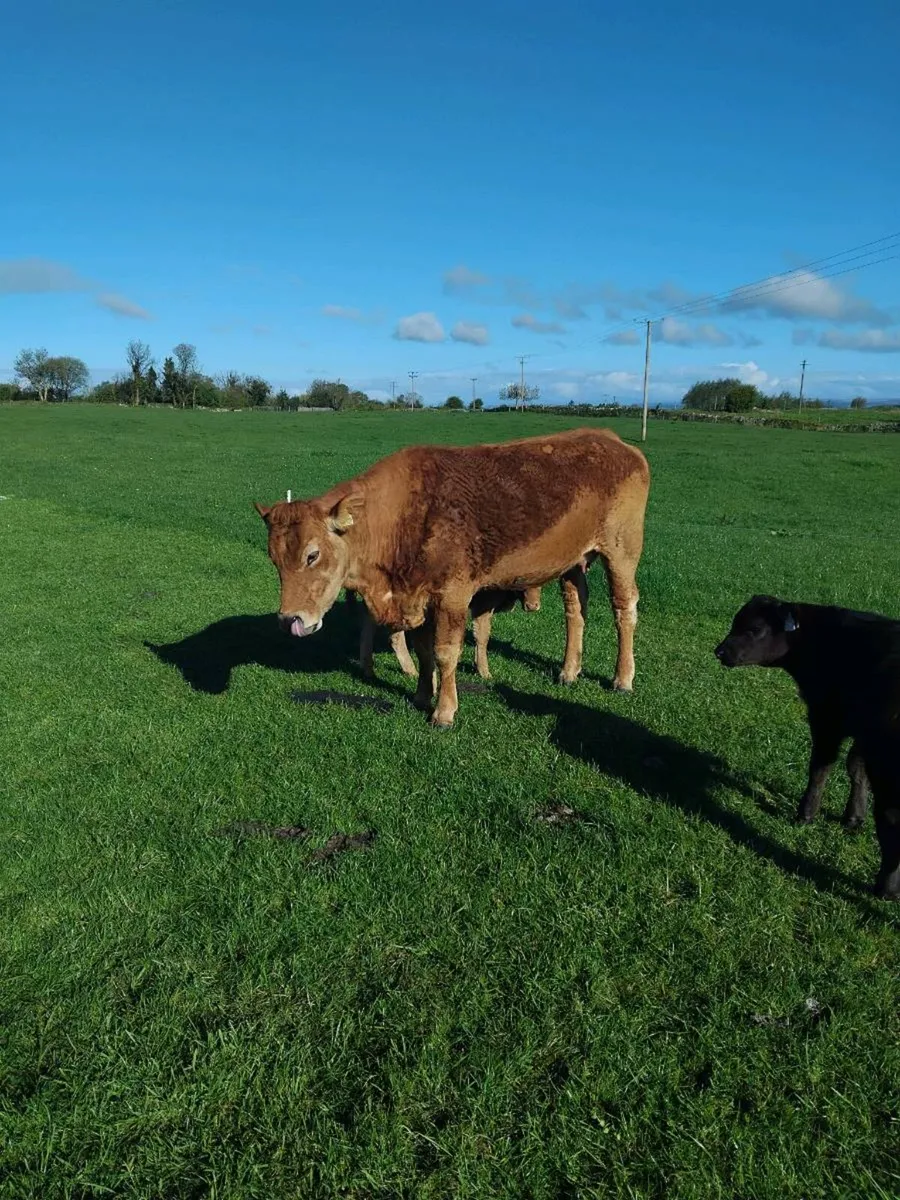 Cow with first calf - Image 3