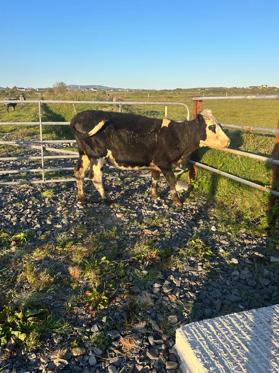 Limosin incalf Springer - Image 1