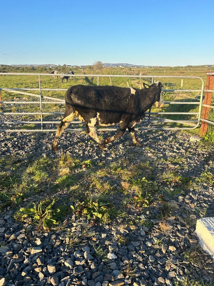 Limosin incalf Springer - Image 2