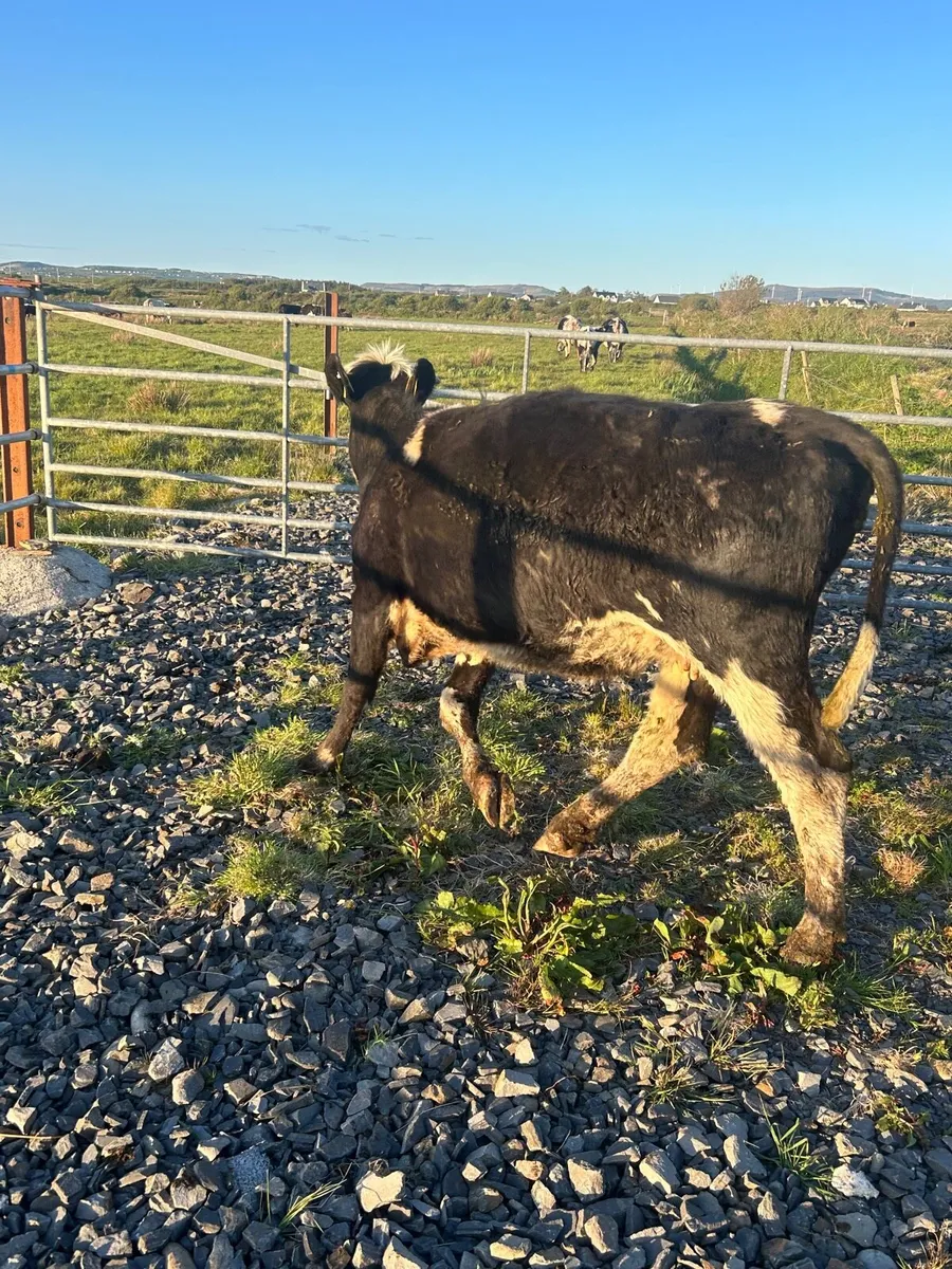Limosin incalf Springer - Image 3
